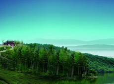 Mount Jiuhua Natural Bamboo Scenery